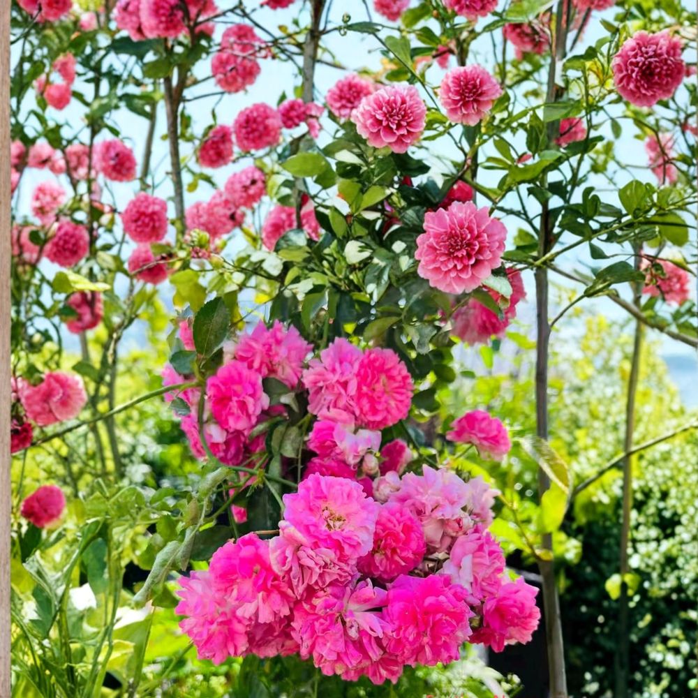 Seven Sisters Rose Plant - Heirloom Pink Rambler Climbing Rose - Rosa multiflora - Fragrant Cottage Garden Vine - Potted