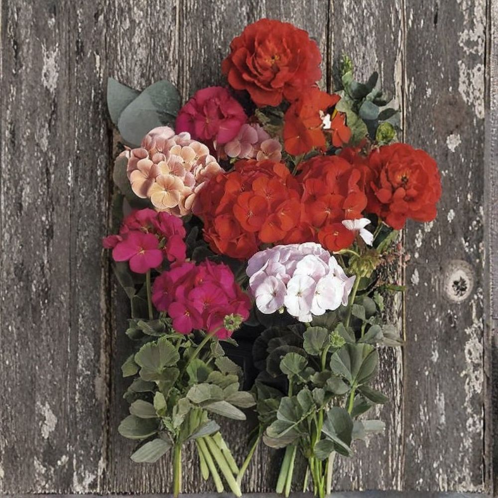 Bullseye Mix Geranium Seeds - 100 Premium Pelargonium Seeds - Chocolate Leaf Zonal Geranium - Pelargonium x hortorum
