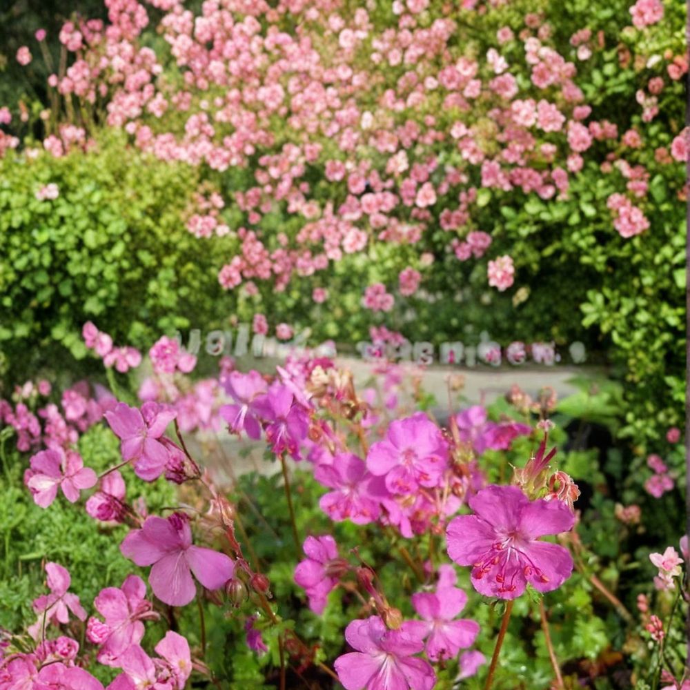 Westray Geranium Seeds - 25+ Premium Flower Seeds, Colorful Patio Blooms, Pelargonium spp. - Easy to Grow for Containers & Gardens