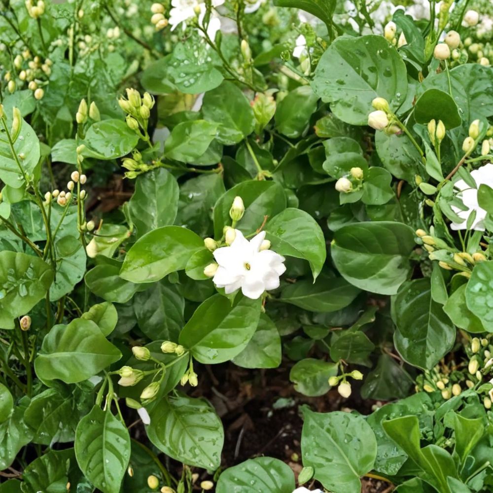 Arabian Jasmine Plant in 1/2 Gallon Pot | Fragrant White Flowering Shrub | Jasminum sambac | Indoor Outdoor Tropical Plant