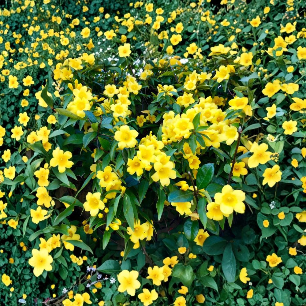 Carolina Jasmine Starter Plant | 4-6 Inches | Yellow Jessamine Vine | Gelsemium sempervirens | Fragrant Climbing Plant