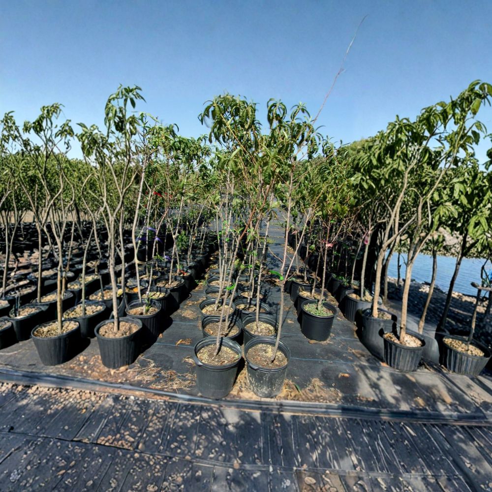 Jefferson Peach Tree Live Plant | 4-6 Feet | Sweet Freestone Peaches | Prunus persica | Disease Resistant, Self-Pollinating Fruit Tree