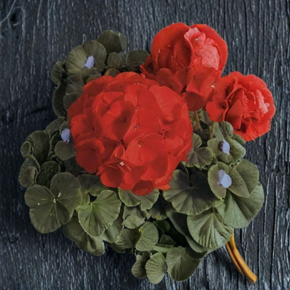 Geranium Seeds - 100 Seeds - Bullseye Scarlet - Pelargonium x hortorum - Chocolate Foliage - Easy to Grow - Premium Pot Variety