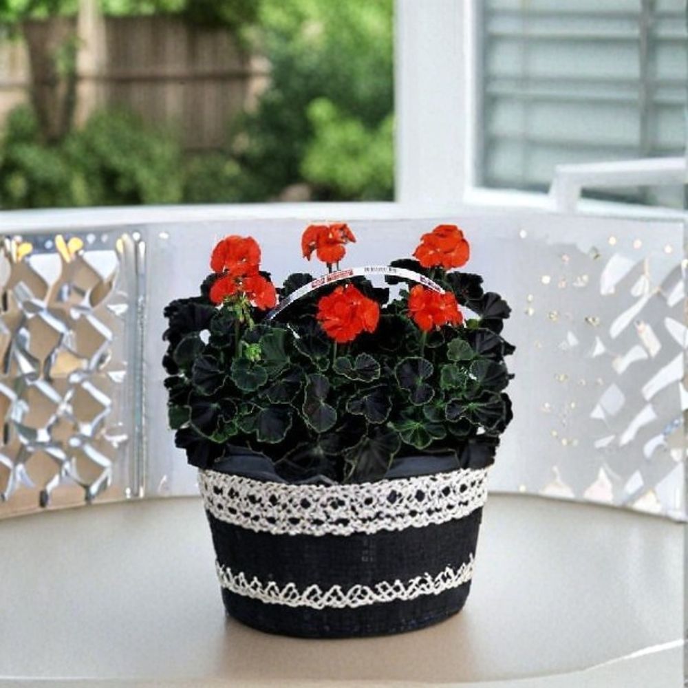Geranium Seeds - 100 Count Black Velvet Red - Pelargonium x hortorum - Chocolate & Green Foliage, Bright Red Blooms, Easy to Grow