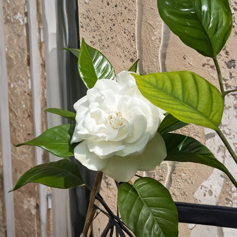 Gardenia Cuttings 10 Pack – Heirloom August Beauty, Unrooted, Fragrant Shrub Starter – Gardenia jasminoides