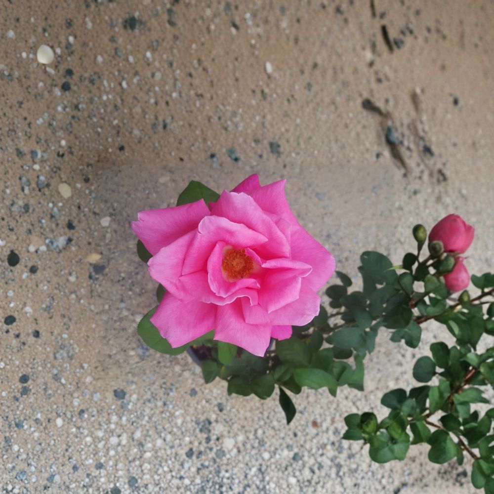 Perfume Delight Hybrid Tea Rose Plant | 5 Gallon | Fragrant Pink Blooms | Rosa Hybrid Tea 'Perfume Delight'