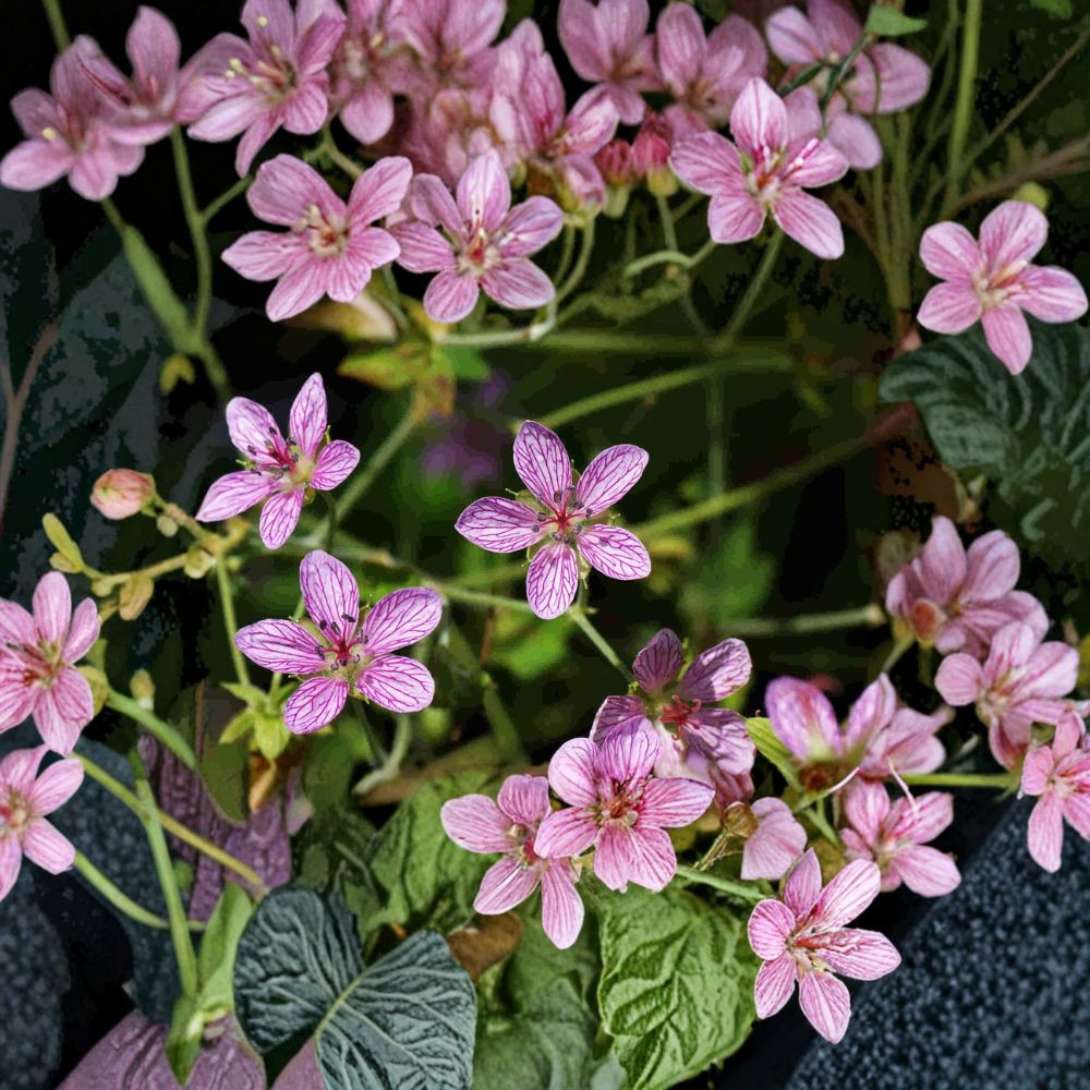 Geranium Seeds - Pink Hardy Creeping Perennial Groundcover - Geranium yoshinoi - Pollinator Friendly, Low Maintenance