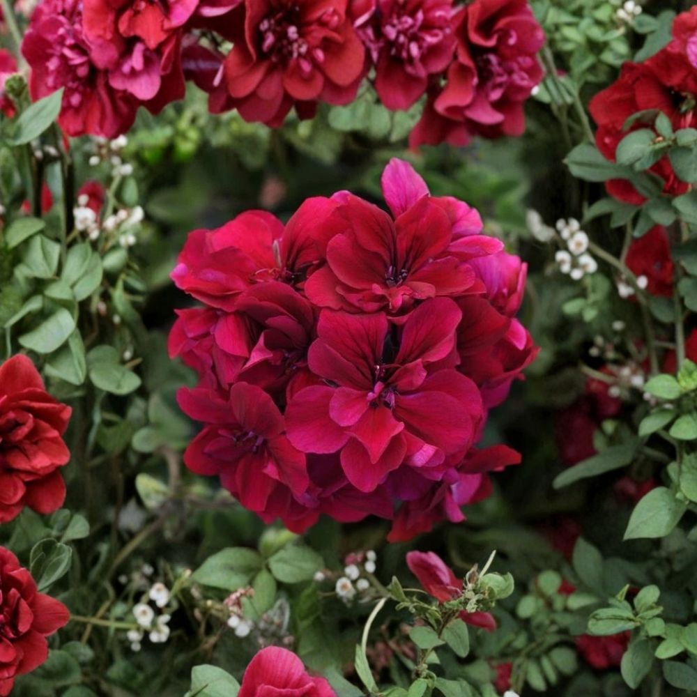 Burgundy Geranium Starter Plant - Deep Burgundy Blooms - Pelargonium spp. - Easy to Grow for Patio, Containers & Baskets