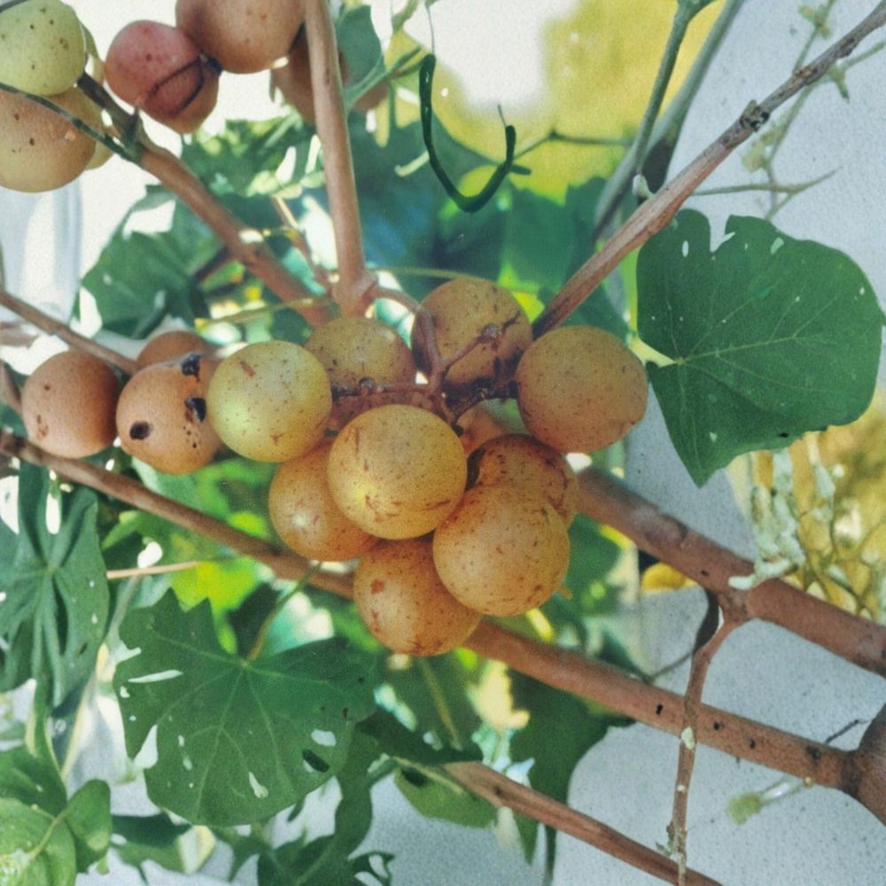 Light Scuppernong Muscadine Grape Vine | Bronze Grapes | Vitis rotundifolia | Live Plant for Vineyard & Backyard Gardens