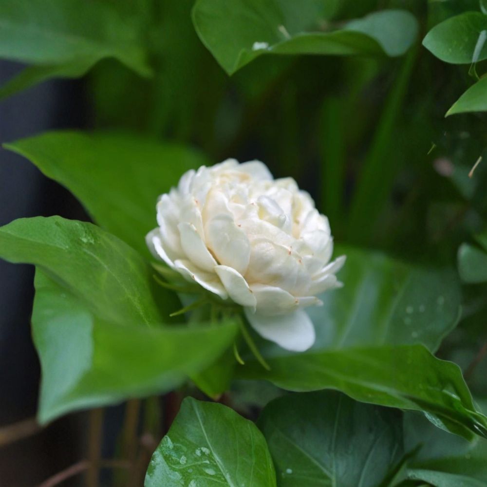 Grand Duke of Tuscany Jasmine Plant | 4–6 Inch Live Starter | Double White Flowers | Jasminum sambac | Fragrant Arabian Jasmine