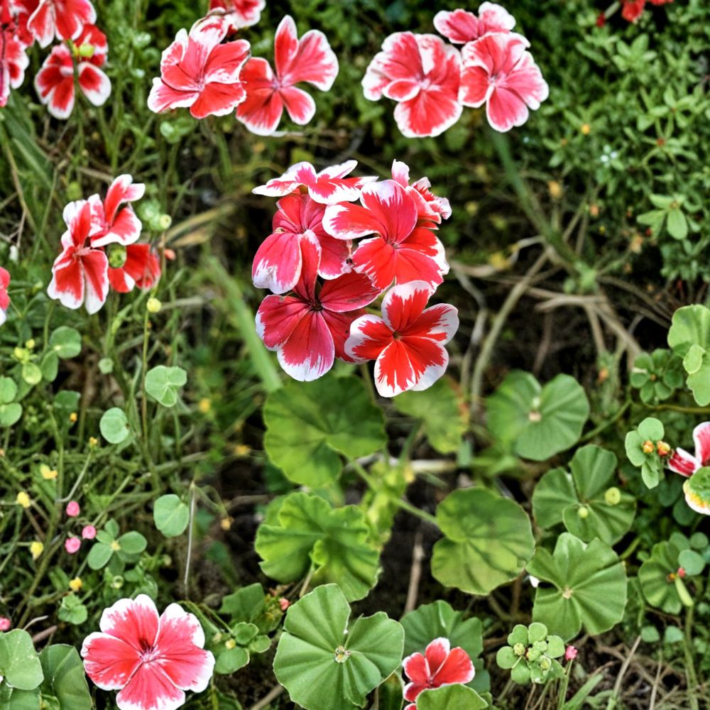 Rare Red & White Zonal Geranium Cutting – 6" Pelargonium x hortorum – Unrooted Starter Plant with White-Tipped Red Blooms