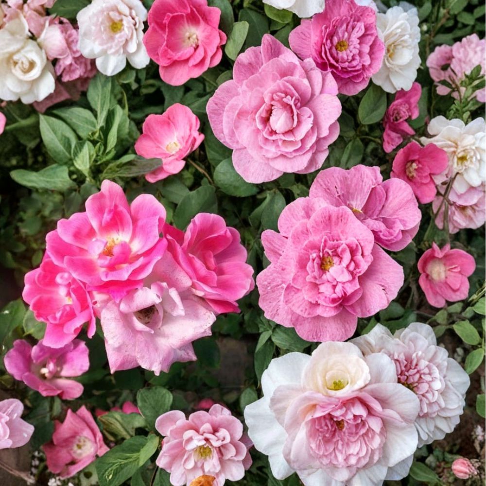 Pink Knock Out® Rose Shrub | 3 Gallon | Medium Pink Flowering | Disease Resistant | Rosa 'RADcon' | Repeat Bloomer