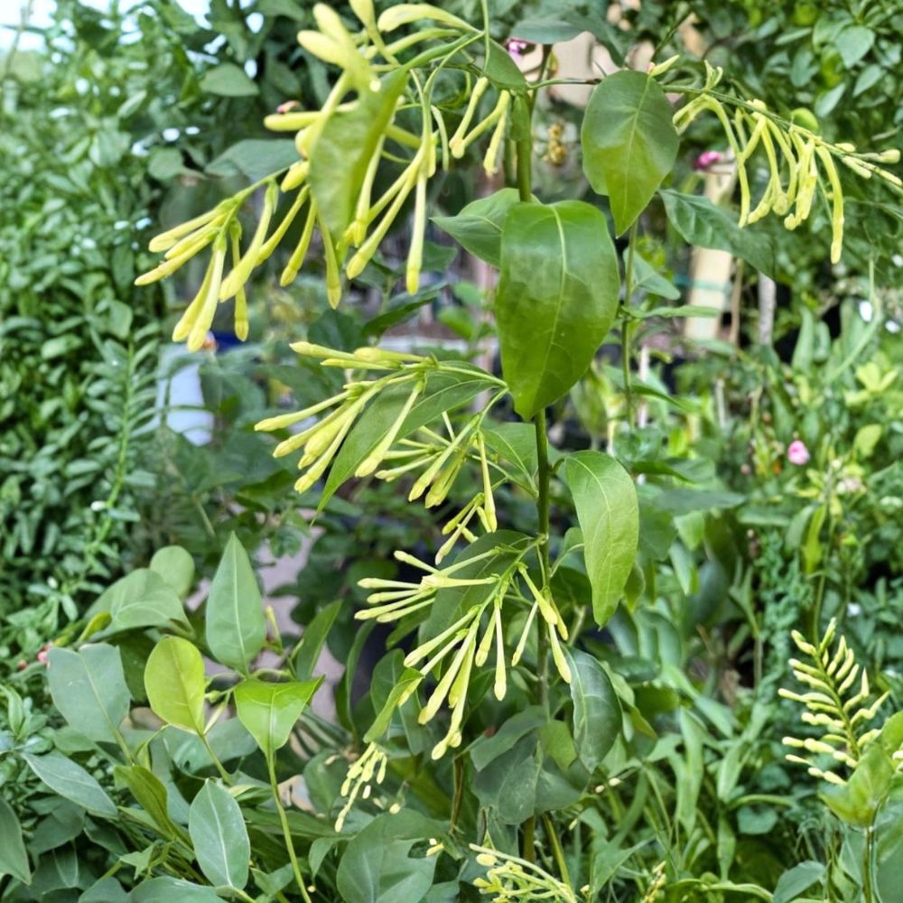 Night Blooming Jasmine Starter Plants Set of 2 | Cestrum nocturnum | Fragrant Evergreen Shrubs for Garden & Patio