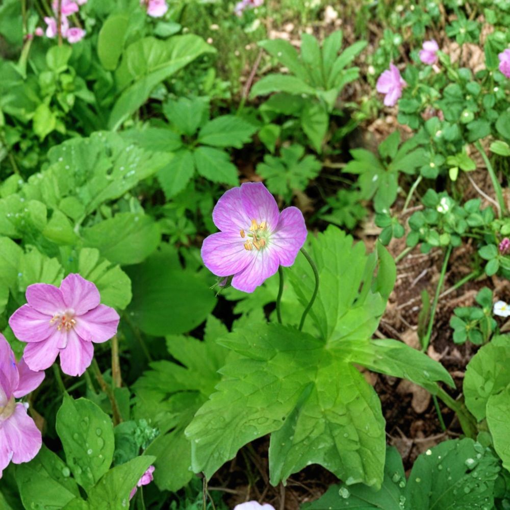 Wild Geranium Bare Roots - 10 Cranesbill Plants - Geranium maculatum - Shade Garden Perennial - Easy to Grow Woodland Flower