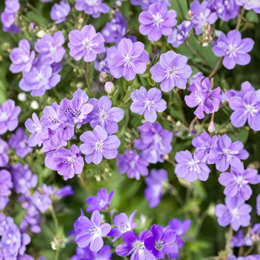 Mayflower Geranium Seeds – 25+ Premium Flower Seeds | Colorful Blooms | Pelargonium x hortorum | Easy to Grow for Containers