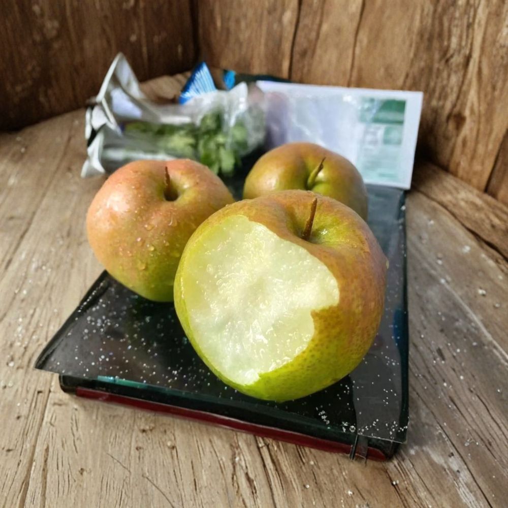 Yulu Fragrant Pear Tree Bare Root | Sweet Juicy Asian Pear | Pyrus pyrifolia Hybrid | Premium Fruit Tree