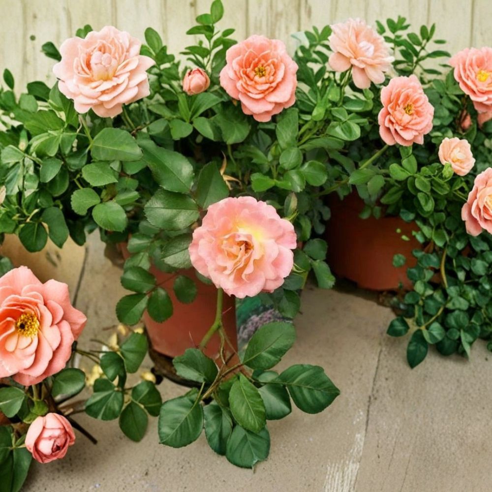 Peach Drift Rose 5 Gallon Groundcover Rose | Rosa 'Peach Drift' | Low Maintenance Peach Blooms | Ideal for Gardens