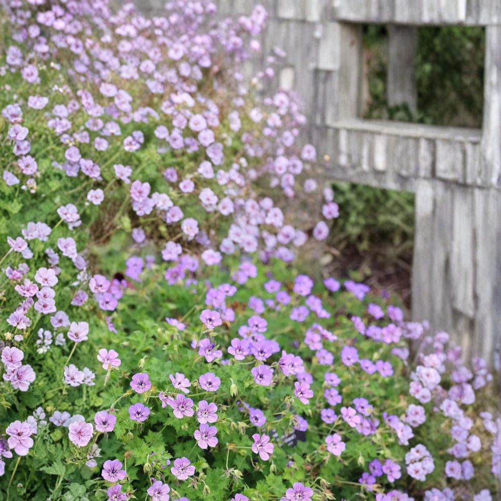 Havana Blues Geranium Seeds - 25+ Premium Flower Seeds - Geranium ‘Noorthava’ - Hardy, Patio & Container Friendly
