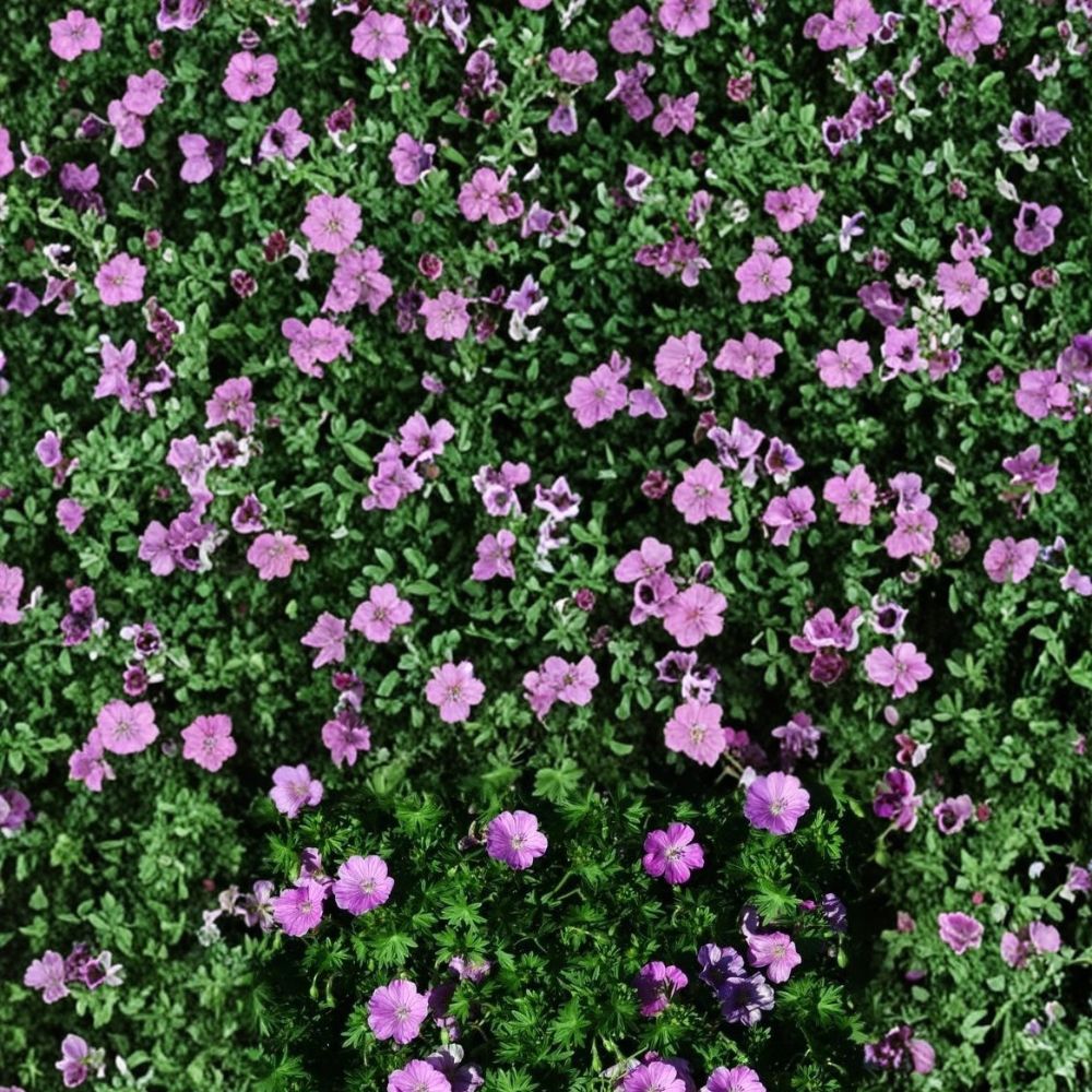 Glenluce Geranium Seeds - 25+ Premium Flower Seeds | Colorful Blooms | Easy to Grow | Pelargonium spp.
