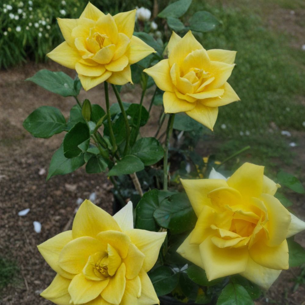 Oregold Grandiflora Rose Bush Plant | 3 Gallon | Yellow Flowering Shrub | Rosa Hybrid 'Oregold' | Easy to Grow