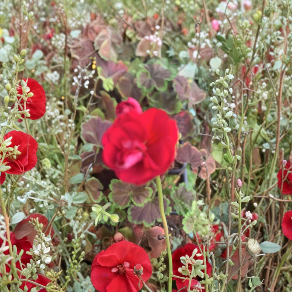 Brocade Cherry Night Geranium Live Plant in 2" Pot - Decorative Foliage Pelargonium (Pelargonium spp.)
