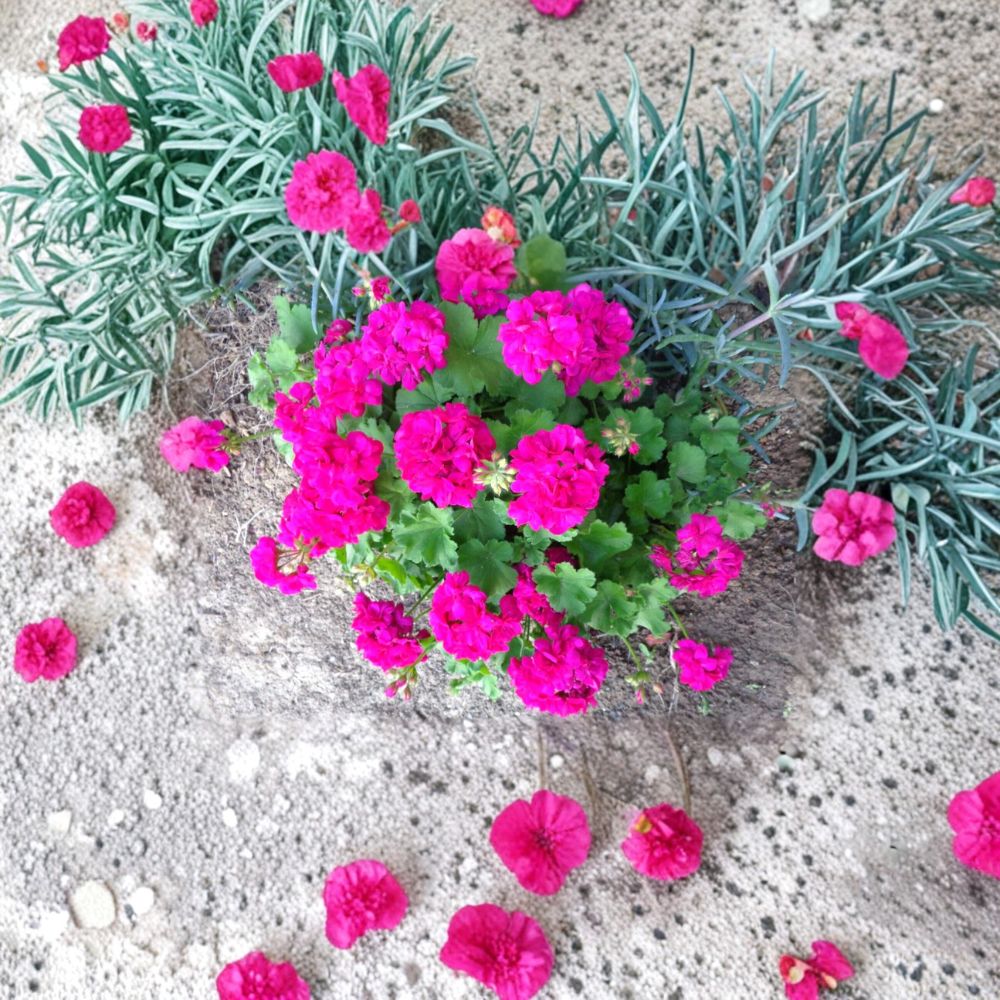 Magenta Geranium Cuttings - 3 Unrooted 6 Inch Cuttings - Pelargonium - Bright Blooms - Easy to Grow - Container Friendly