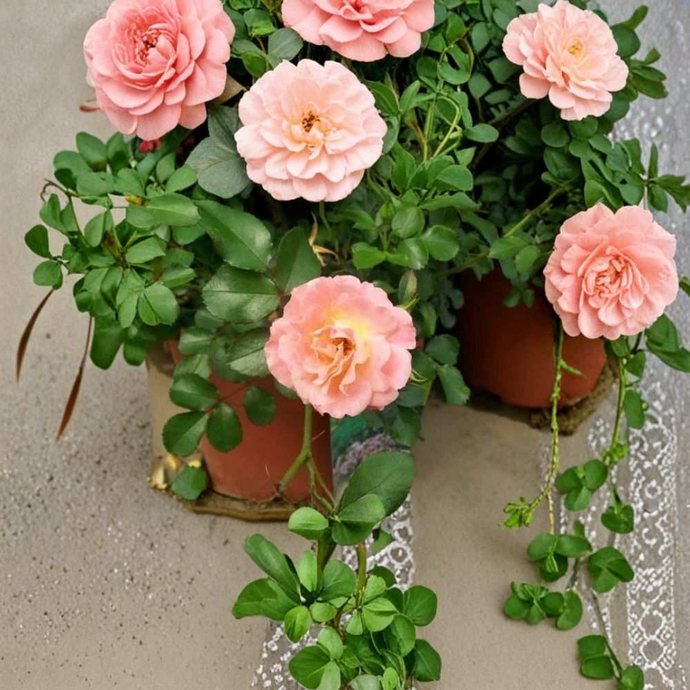 Peach Drift Rose Plant – 3 Gallon Groundcover Shrub with Peach Blooms – Rosa 'Peach Drift' – Easy Care Landscape Flowering Rose