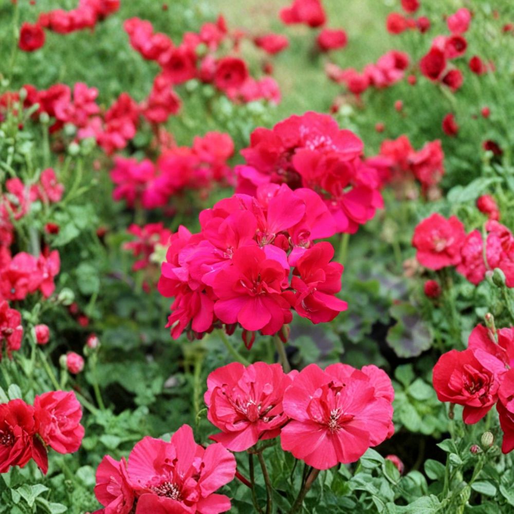 Double Bright Pink Geranium Cuttings – 5 Fresh Pelargonium Cuttings for Rooting – Large Double Bloom Flowering Plant