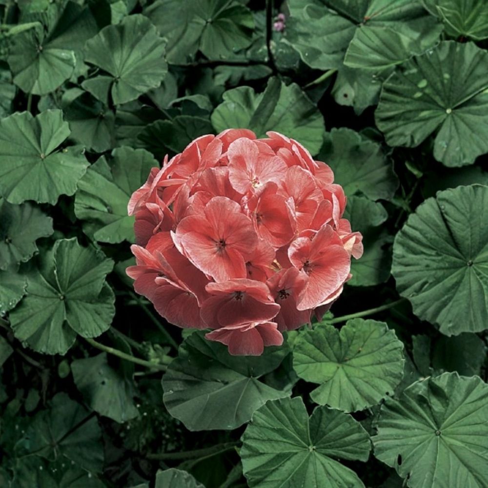 Ringo 2000 Light Salmon Geranium Seeds - 15 Zonal Pelargonium Seeds for Pots & Hanging Baskets - Pelargonium x hortorum