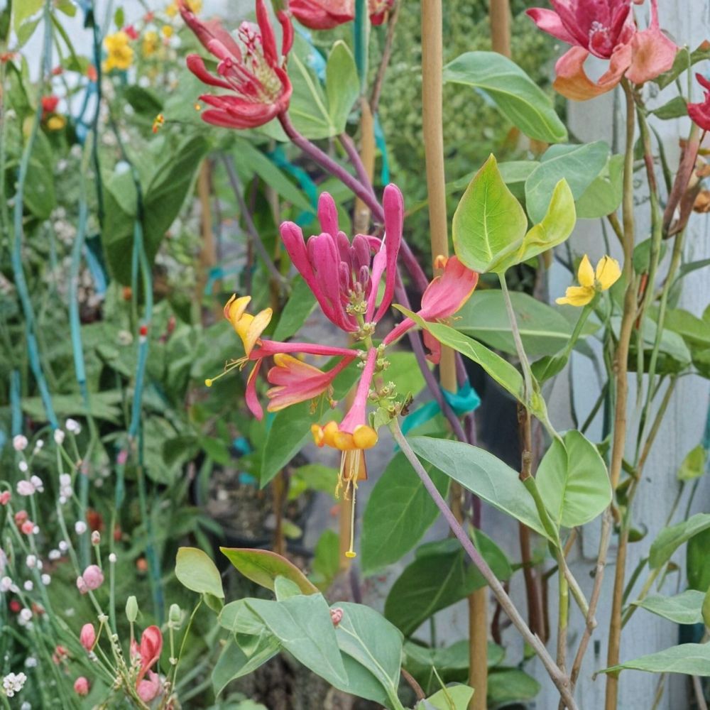 Pink Lemonade Honeysuckle Vine | 3 Gallon Live Plant | Fragrant Pink Flowers | Lonicera | Hummingbird Attracting Climbing Vine