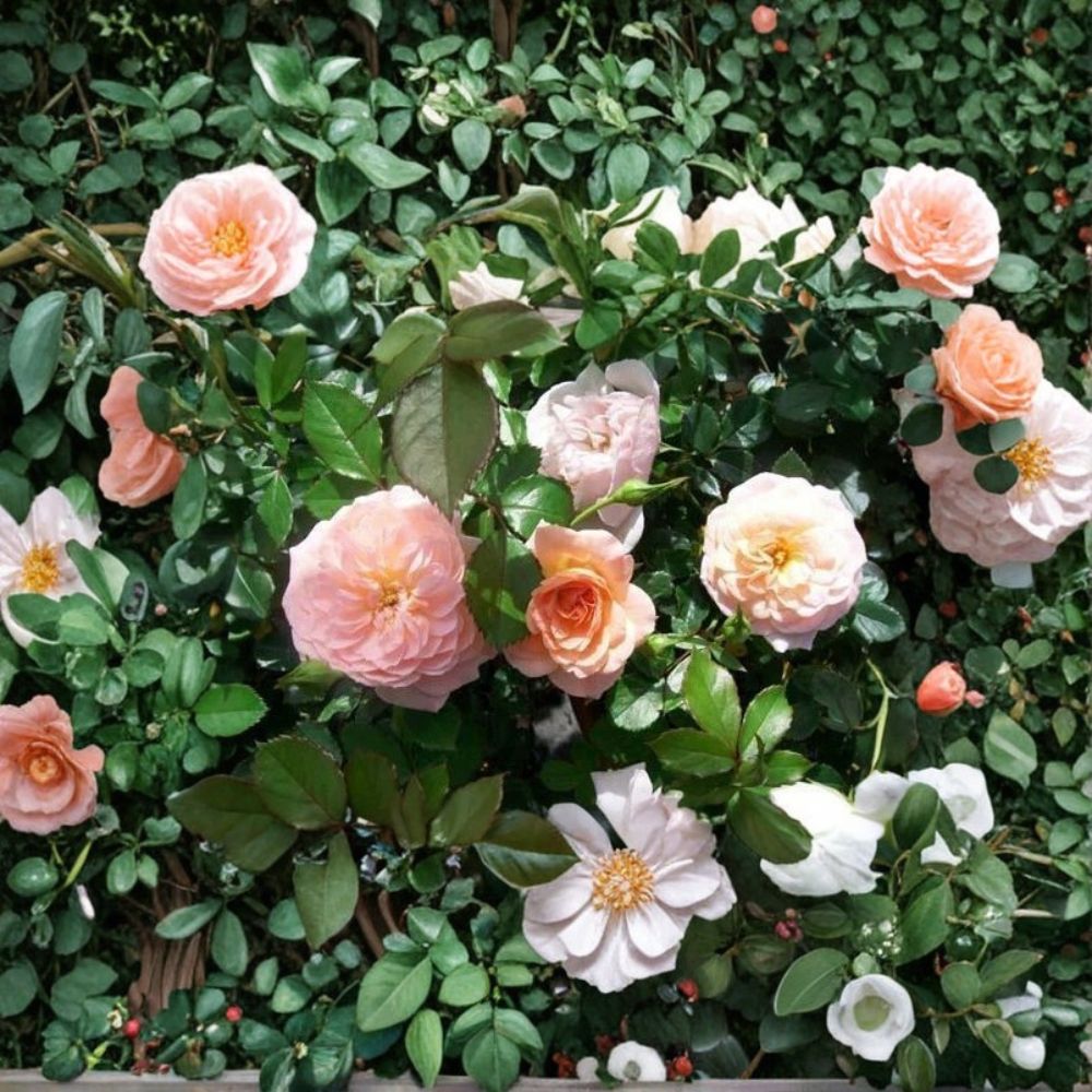 Apricot Drift Rose 3 Gallon Live Shrub | Disease Resistant Groundcover Rose | Rosa 'Apricot Drift' | Easy Care Flowering Plant