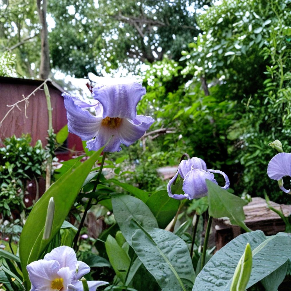 Clematis crispa Seeds | 10 Organic Blue Jasmine Perennial Vine Seeds | Pollinator Friendly, Fragrant Flowering Vine
