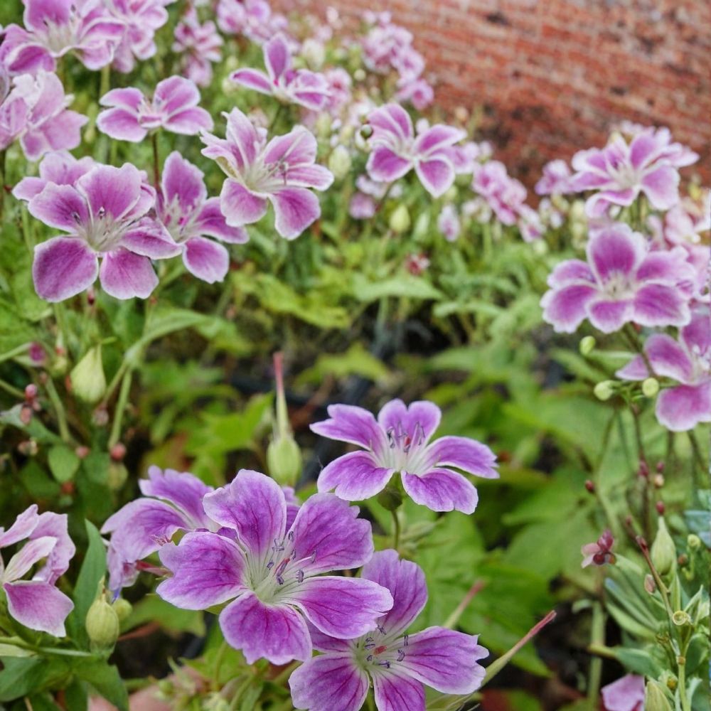 Whiteleaf Geranium Seeds | 25+ Premium Flower Seeds | Pelargonium Species | Easy to Grow for Containers & Gardens