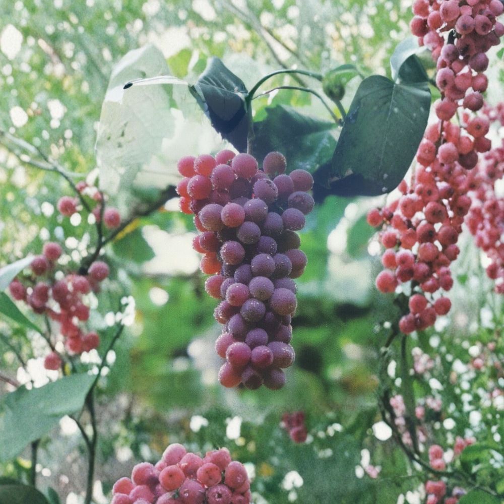 Red Flame Seedless Grape Vine - 1 Gallon Live Plant - Sweet Red Grapes - Vitis vinifera 'Flame Seedless' - Easy to Grow Garden Plant