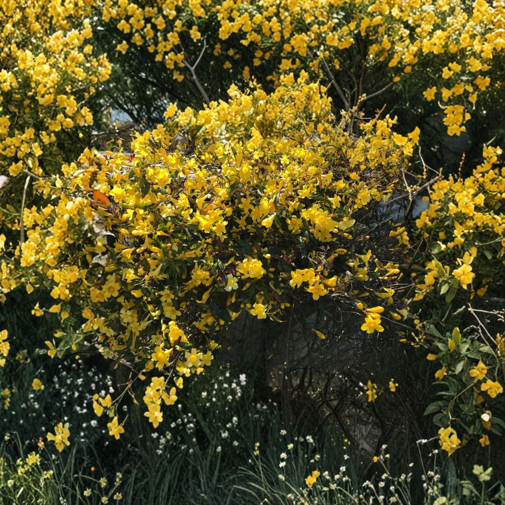 Carolina Jasmine Plant Set of 6 - Yellow Flower Climbing Vine - Gelsemium sempervirens - 8-10 Inch Live Rooted Starter Plants