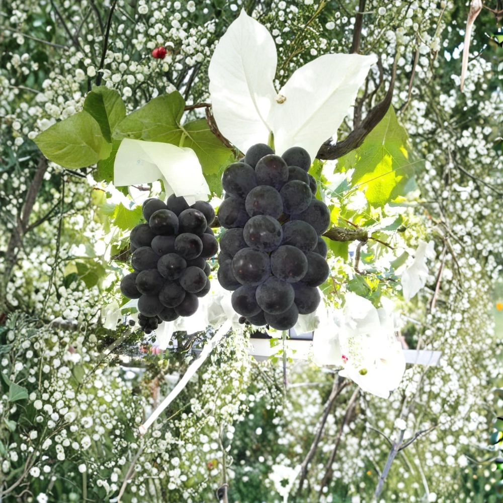 Fujiminori Grape Vine Live Plant | Extra Large Ping Pong Grapes | Vitis labrusca × vinifera ‘Fujiminori’ | Sweet Japanese Variety
