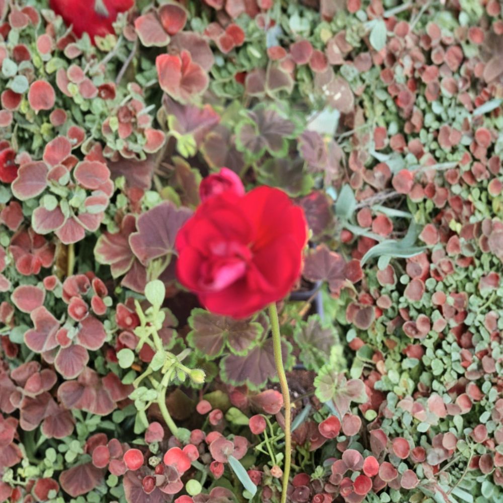 Live Geranium Plug Plant | 2 Inch Pot | Brocade Cherry Night | Pelargonium spp. | Cherry Red Blooms & Dark Foliage