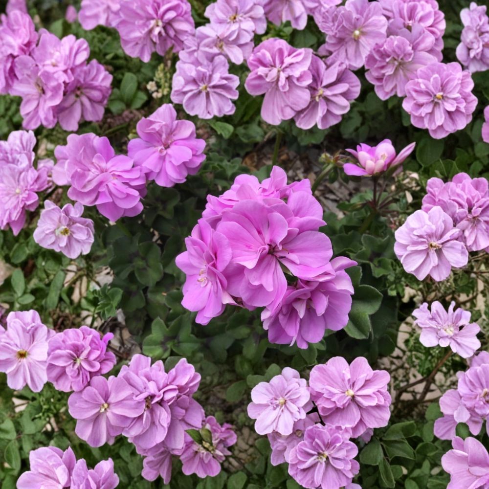 Ivy Geranium Cuttings 8 Unrooted Double Bright Pink Pelargonium Peltatum | Easy Care Hanging Basket Plants