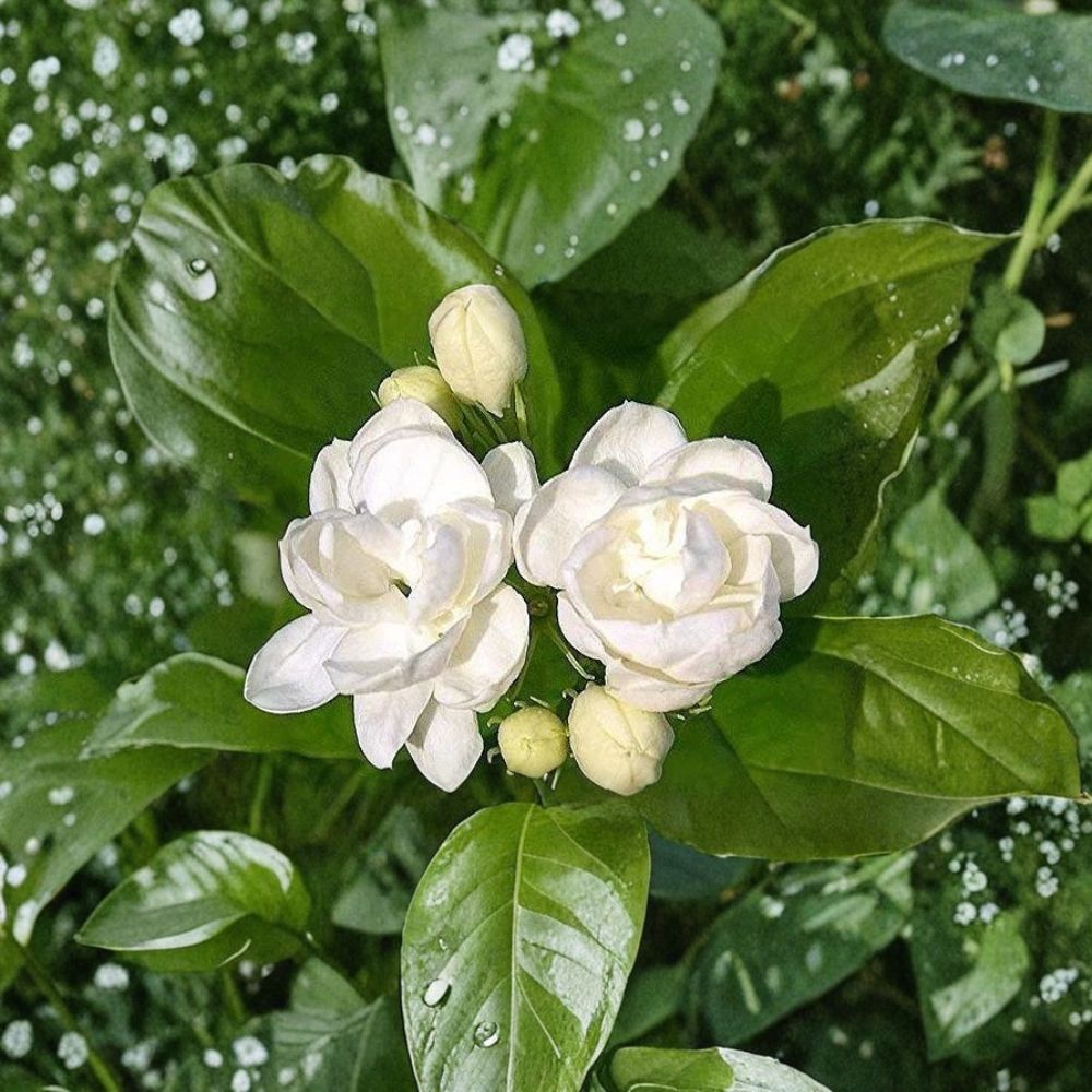 Jasmine Seeds - 25 Seeds - Fragrant White Flowers - Jasminum spp. - Indoor & Outdoor Garden Plant, Perfect for Pots & Trellises