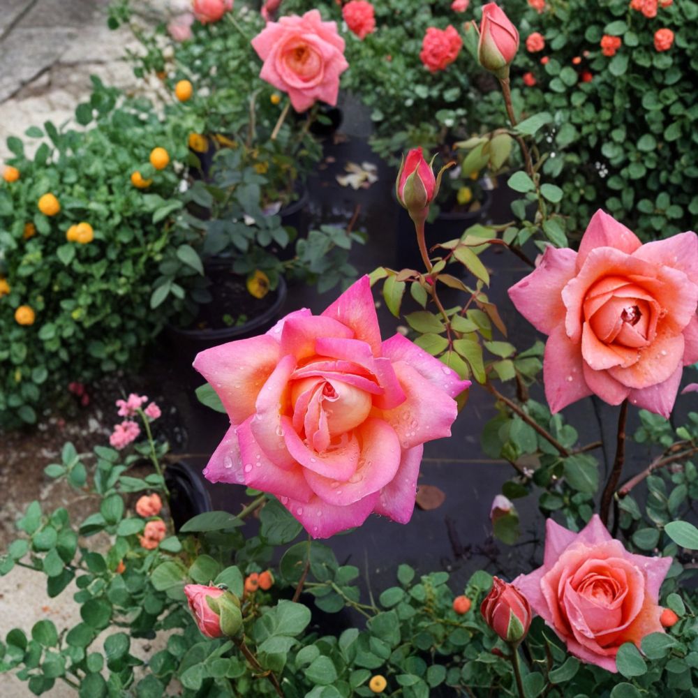 Broadway Hybrid Tea Rose Plant - 3 Gallon - Golden Yellow Pink Blooms - Rosa Hybrid Tea 'Broadway' - Elegant Garden Rose