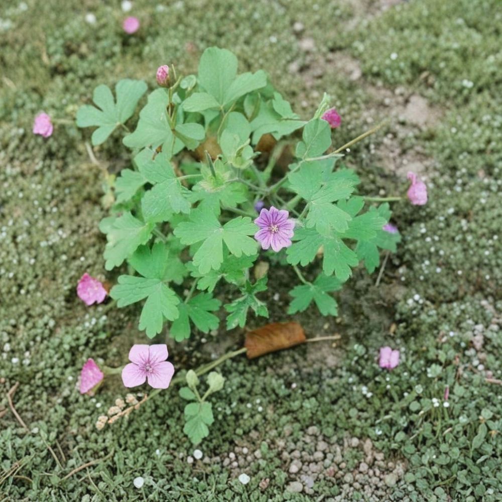 Geranium Seeds - 10+ Rare Violet Blue Cranesbill Flower Seeds, Geranium bohemicum, Pollinator-Friendly Annual