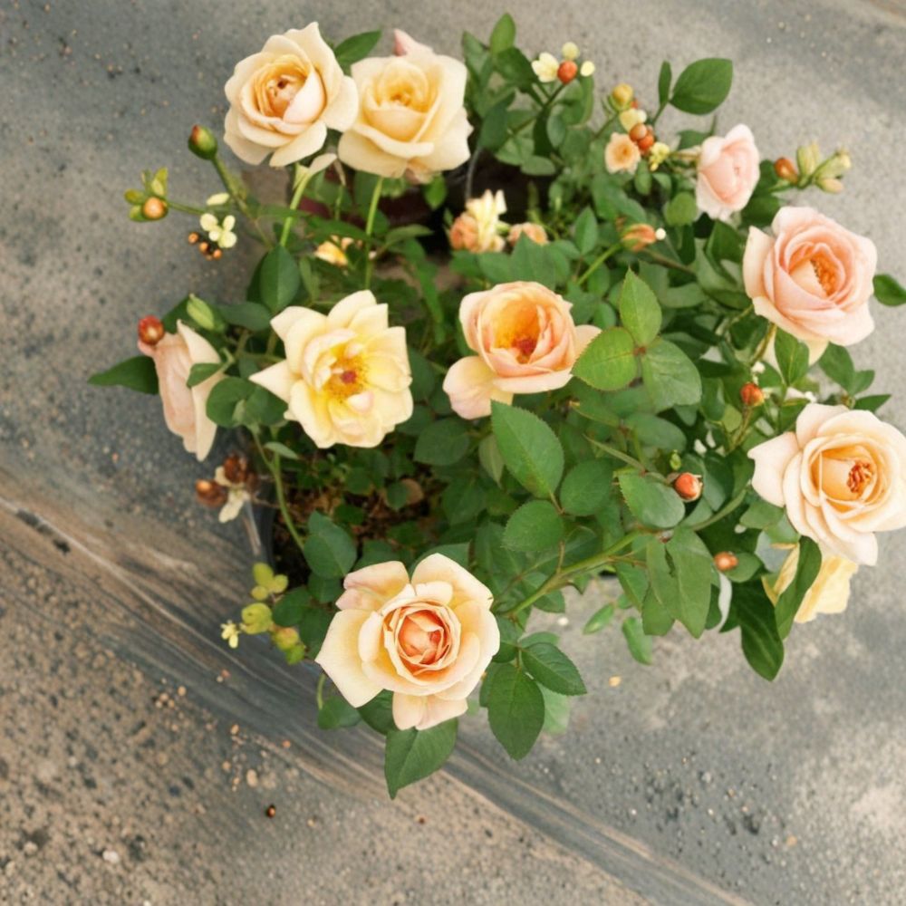Southern Peach Apricot Rose Bush | 3 Gallon Miniature Shrub | Peach, Apricot, Yellow Blooms | Rosa Miniature Group