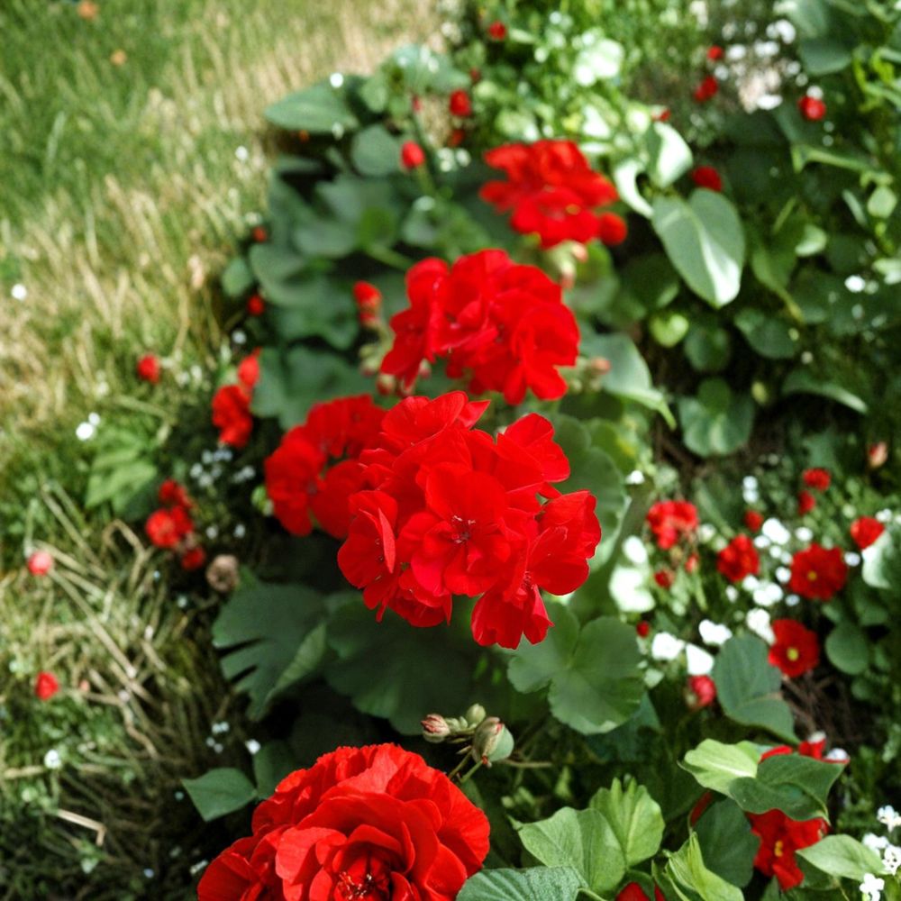 Red Geranium Cuttings - 20 Fresh Pelargonium Cuttings for Easy Rooting - Ideal for Patios & Gardens - Flowering Perennial