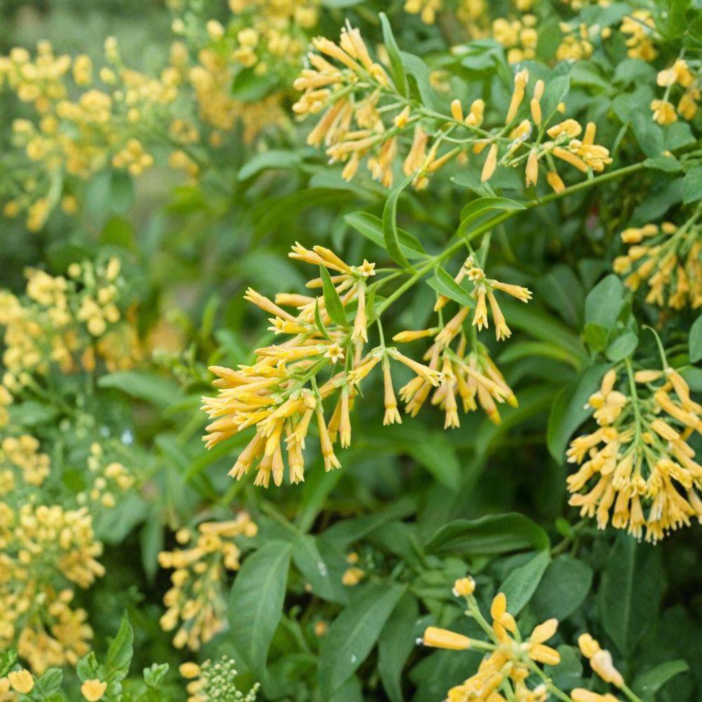 Night Blooming Jasmine Live Plant | Fragrant Flowering Shrub | Cestrum nocturnum | Outdoor Garden & Patio Plant