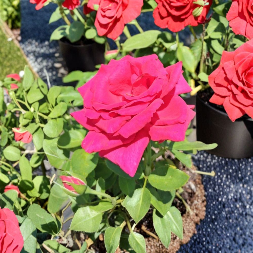 Voluptuous Hybrid Tea Rose Plant - 5 Gallon Deep Pink Flowering Rose - Rosa Hybrid - Large Bloom Landscape Bush