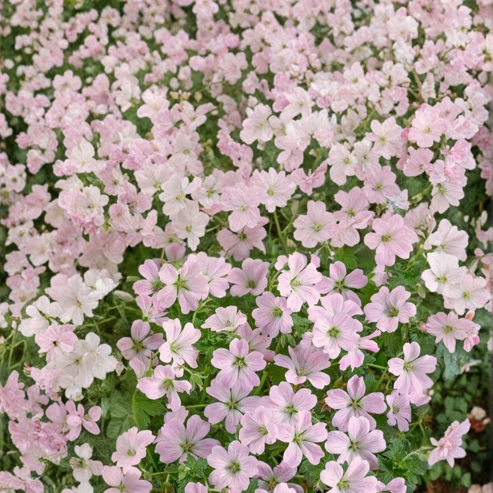 Dreamland Geranium Seeds - 25+ Premium Flower Seeds - Vibrant Blooms - Pelargonium x hortorum - Easy to Grow for Containers