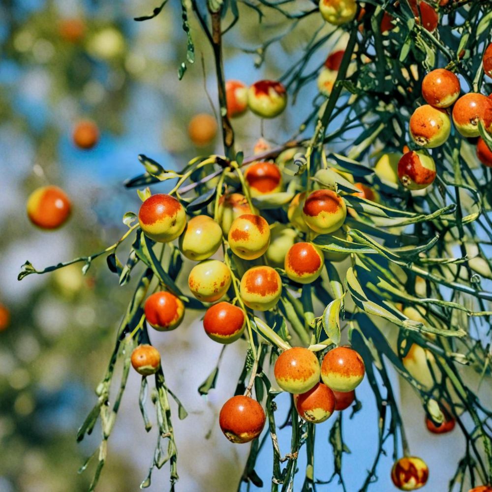 Dong Jujube Tree Bare Root | Zhanhua Winter Jujube | Sweet Crisp Chinese Date | Ziziphus jujuba | Fast Fruiting