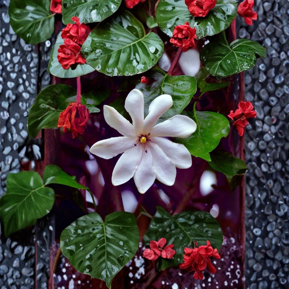 Gardenia Seeds - 25 Seeds - Fragrant White Flowering Shrub - Gardenia jasminoides - Evergreen Garden Plant