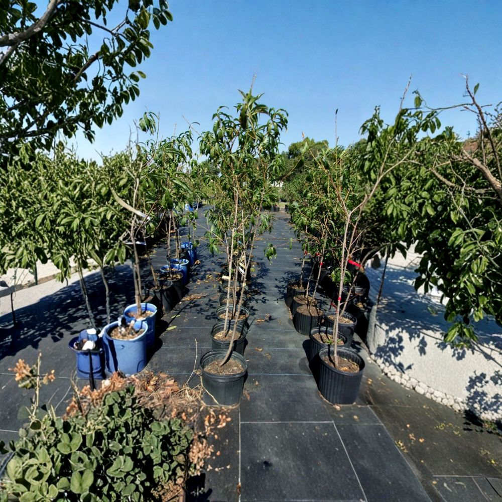 Fire Prince Peach Tree - Live Fruit Tree 4-6 Feet - Sweet Juicy Freestone Peaches - Prunus persica - Self-Pollinating