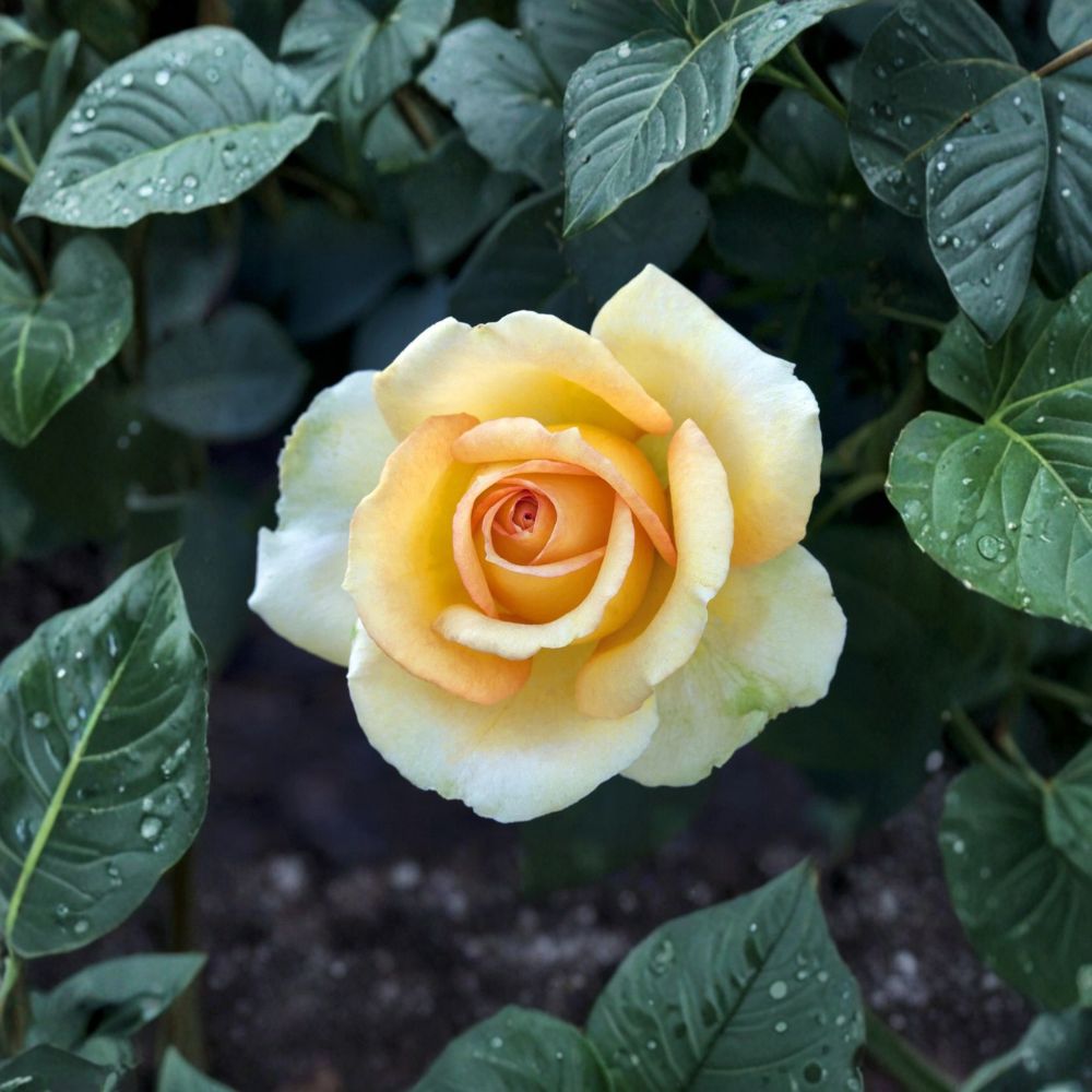 Gold Medal Grandiflora Rose Live Plant | 3 Gallon Bush | Yellow Orange Blooms | Rosa 'Gold Medal' | Vibrant Garden Favorite